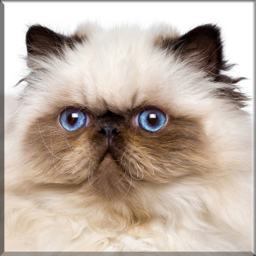An introduction to The Himalayan Cat Breed