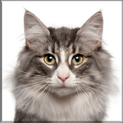 An introduction to The Norwegian Forest Cat Breed