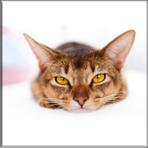An introduction to the Abyssinian breed
