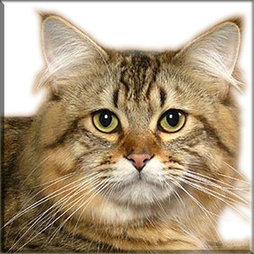 An introduction to the american bobtail breed