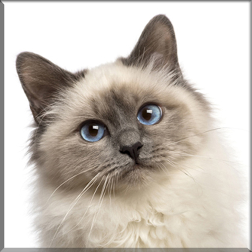 An introduction to the birman breed
