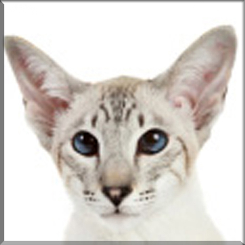 An introduction to The Colorpoint Shorthair Cat Breed