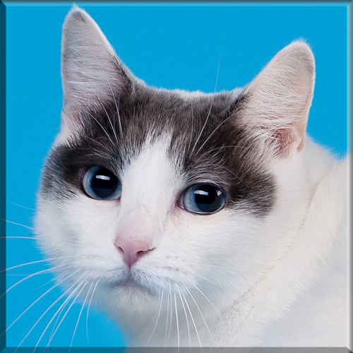 An introduction to The Japanese Bobtail Cat Breed