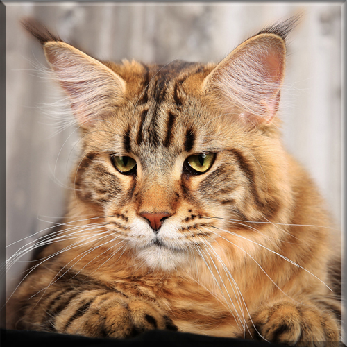 An introduction to The Maine Coon Cat Breed