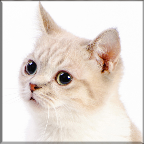 An introduction to the Munchkin Cat breed