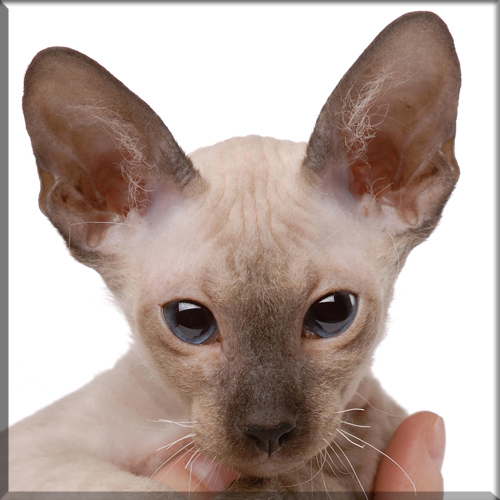 An introduction to The Peterbald Cat Breed