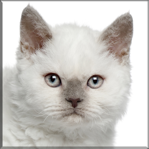 An introduction to the selkirk Rex breed