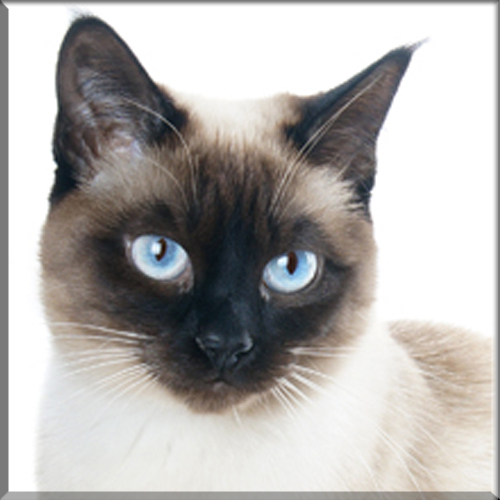 An introduction to The Thai Cat Breed