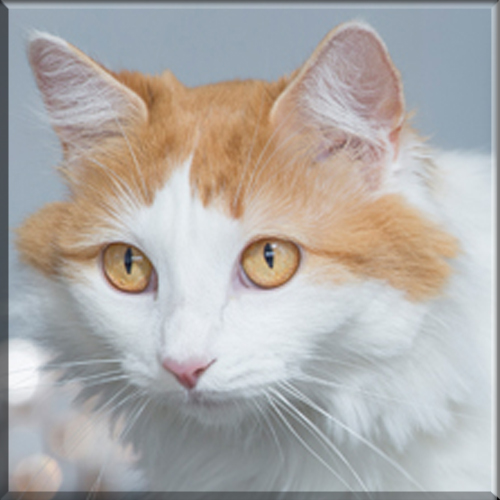 An introduction to The Turkish Van Cat Breed