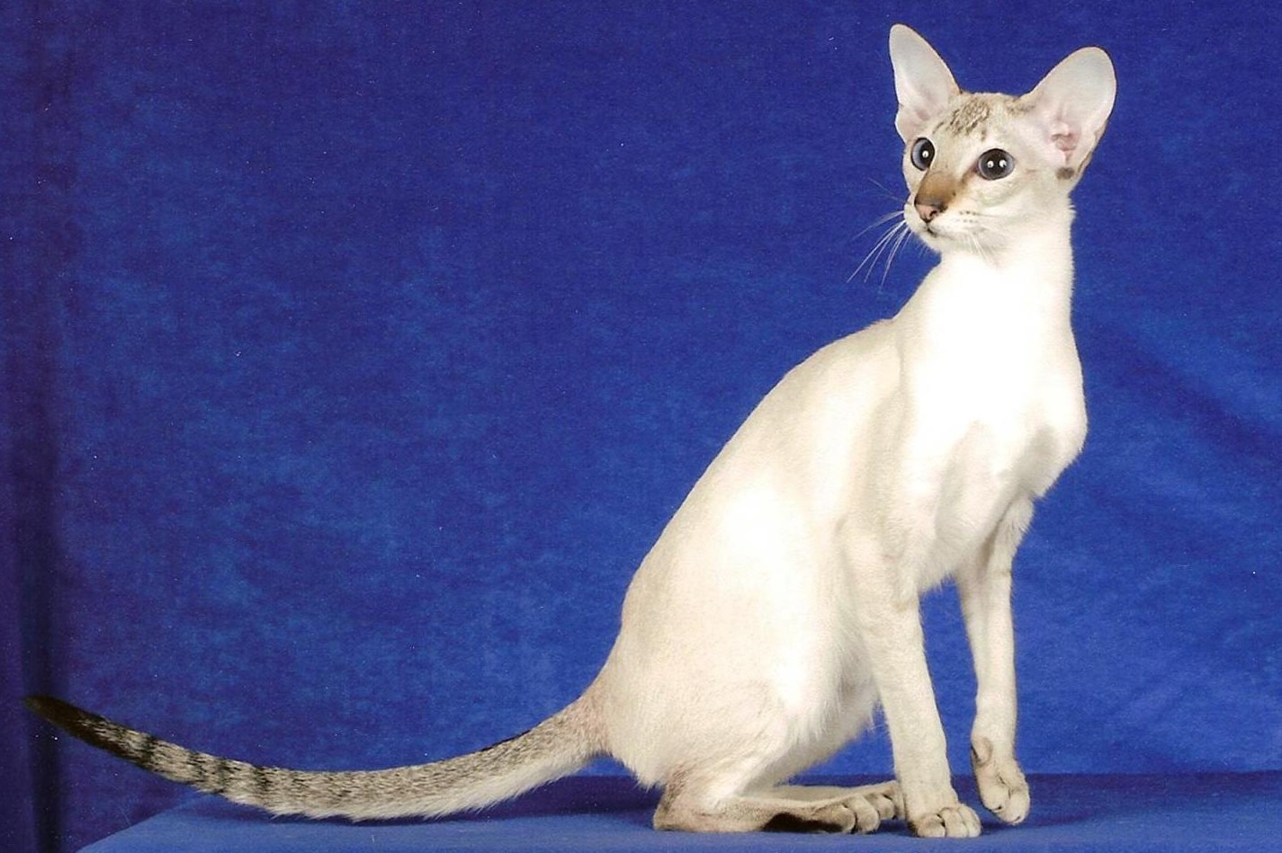 Абиссинская кошка колор Пойнт