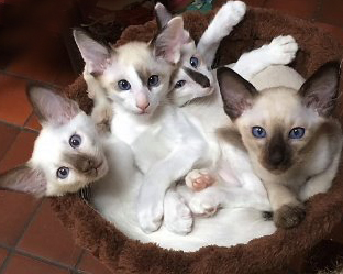 Balinese kittens for sale