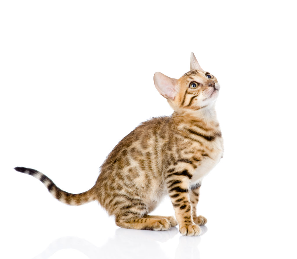 Fabulous Felines Worldwide As the world's largest breeder advertisement site, the feline fancier recognizes 71 breeds of cats for registry and competition. In addition, the number of breeds can change as new breeds are developed.