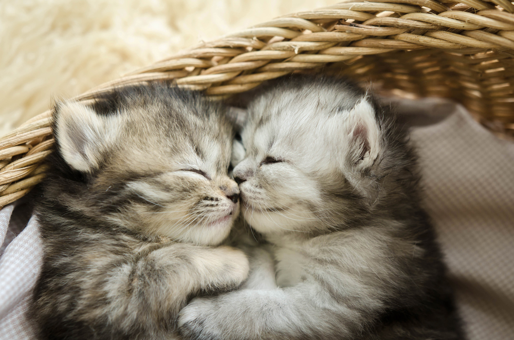American shorthair kittens for sale