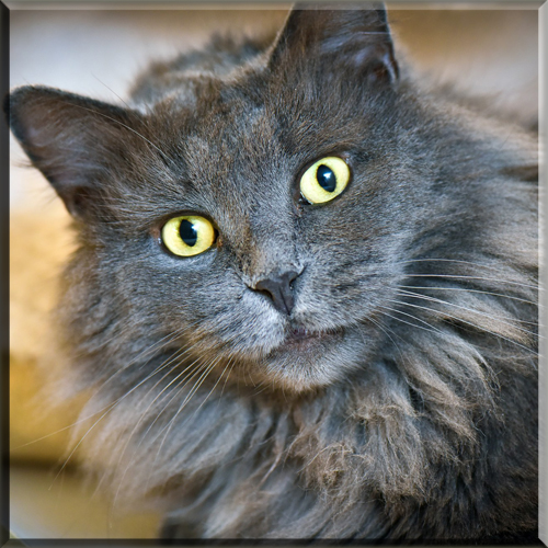 Nebelung cats and kittens available