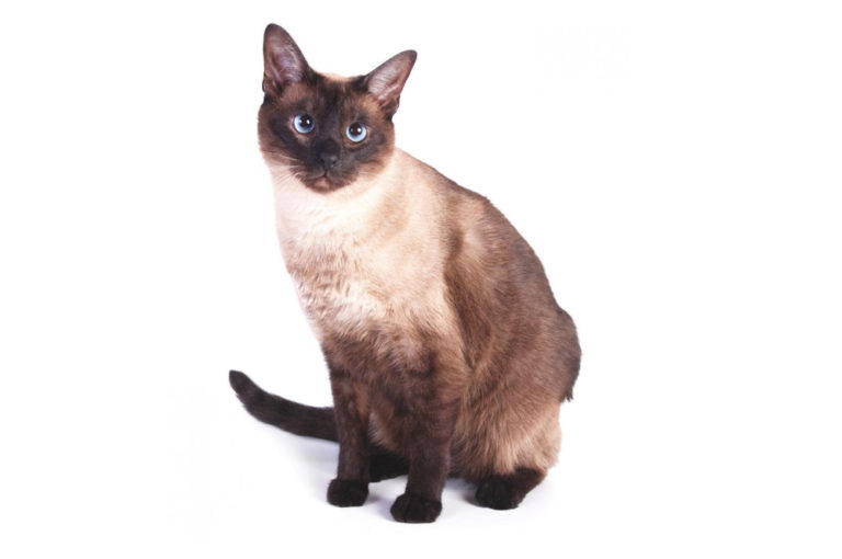 Tonkinese cats adn kittens available by pedigreed cat breeders worldwide