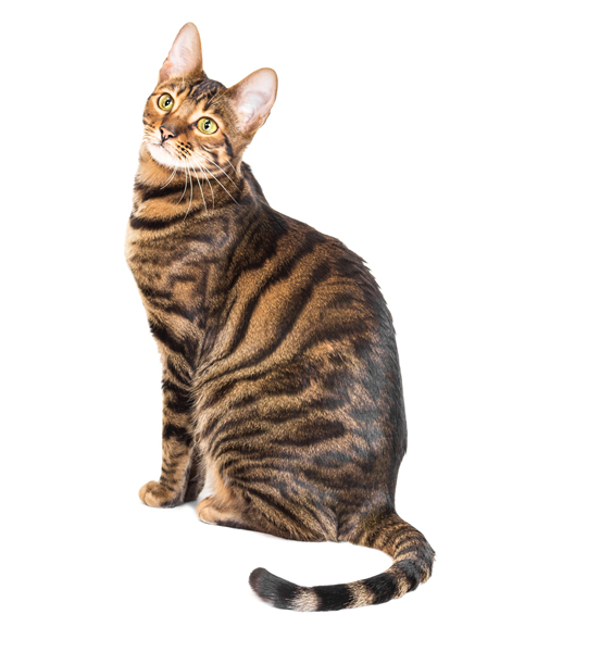Toyger cats and kittens by pedigreed cat breeders