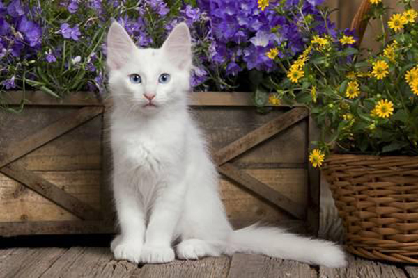 Welcome to The Feline Fancier Referral Service, pedigreed cats, registered cat, household pet cat, domestic cat, Savannah cat, Bengal cat, Persian cat, Maine Coon cat, See which breeds may be right for you, and find adoptable cats nearby